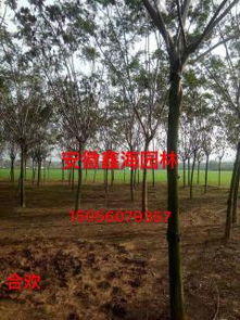 綠化苗木產品與52種花卉苗木圖片信息概覽