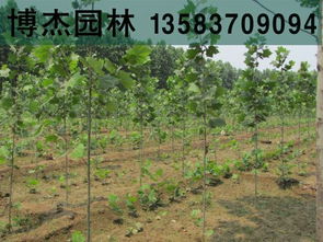 2公分法桐小苗價格與瓜果種植的經濟效益分析