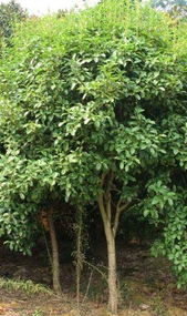 紫薇花卉產(chǎn)業(yè) 生產(chǎn)制造與出口貿(mào)易概覽