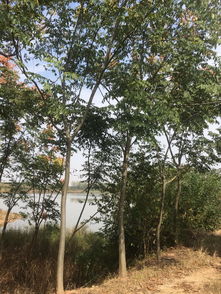 精品苗木與花卉 打造綠色生活的新選擇