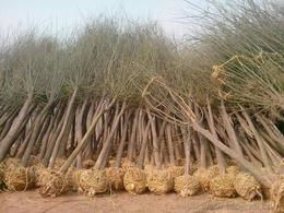 國槐苗木供應(yīng)與批發(fā)指南 價(jià)格、選購渠道全解析