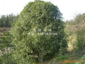 中國(guó)桂花之鄉(xiāng) 優(yōu)質(zhì)桂花苗木供應(yīng)與選購(gòu)指南