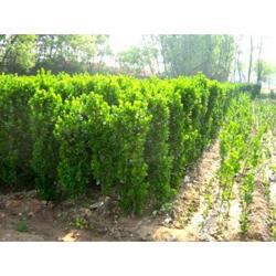 山東綠化苗木基地 專業(yè)工程用苗木的優(yōu)選合作伙伴