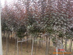 綠化苗木產(chǎn)品列表第293頁(yè) 瓜果種植技術(shù)與推薦品種