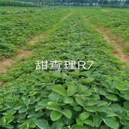 仁壽縣達(dá)斯萊克特草莓苗火熱預(yù)定中，助力瓜果種植產(chǎn)業(yè)發(fā)展
