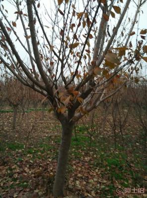 泰安青聯苗木 垂絲海棠綠化苗基地直銷，低價供應優質苗木