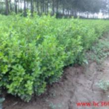 沭陽苗木批發市場全解析 價格、批發與廠家指南