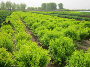 紅葉小檗與優質蔬菜 綠化的藝術與生活的食糧