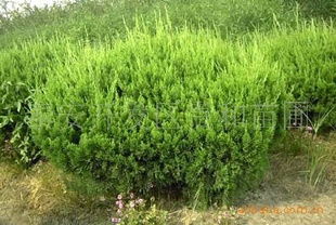 全國龍柏球綠化苗木供應指南 廠商、價格與采購渠道