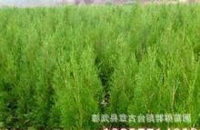 彰武縣章古臺鎮郭穎苗圃 優質四年樟子松綠化苗木供應