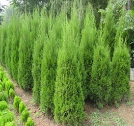 蜀檜風姿 皖滁州來安縣林橋苗木銷售公司的高清鑒賞