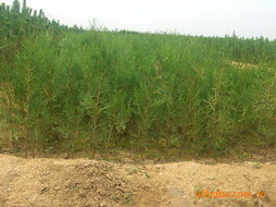 鋼城區永斌特色農業種養園 苗木果蔬雙擎驅動，綠色健康一站式供給
