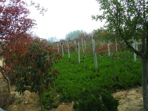 日照茂盛苗木基地 科學(xué)種植與管理下的瓜果樂園