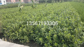 蜀檜 杭州蕭山綠化苗木配送中心的花卉明星