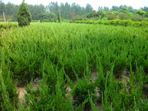 從龍柏綠植到瓜果種植 沭陽完美園林的多元化經(jīng)營探索