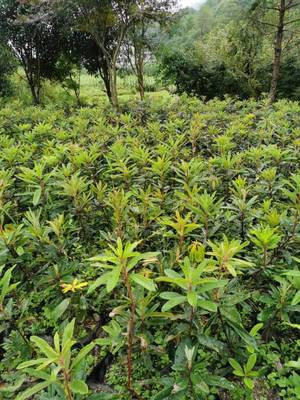 云皓高山杜鵑樹苗基地與信都苗木花卉 打造特色園林生態(tài)