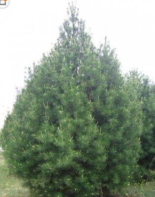 泰安嘉祺苗木 專業(yè)廠家直銷優(yōu)質(zhì)白皮松