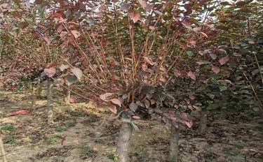 美人梅與瓜果的科學(xué)種植指南